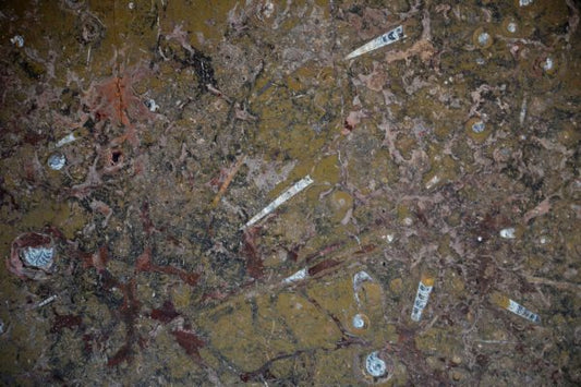 Fossil Brown Polished Marble Panel