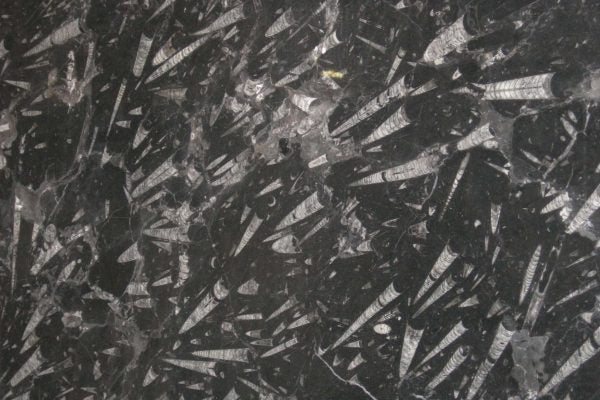 Black Fossil Marble Panel